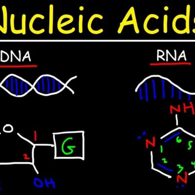 Lillie's Method for Nucleic Acids (1965)