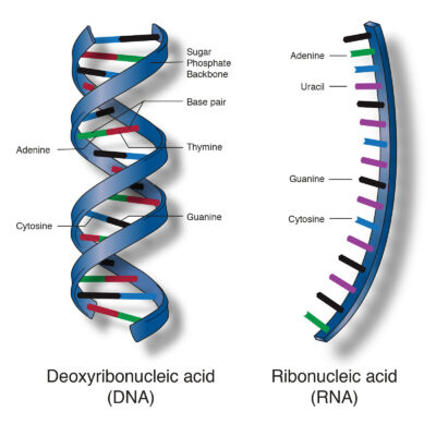 Taft's Method for Nucleic Acid (1951)