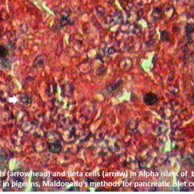 Maldonado's Method For Pancreatic Islet Cells